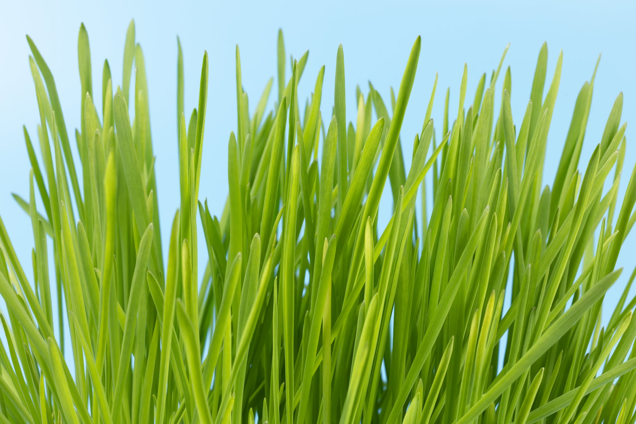 Barley Grass