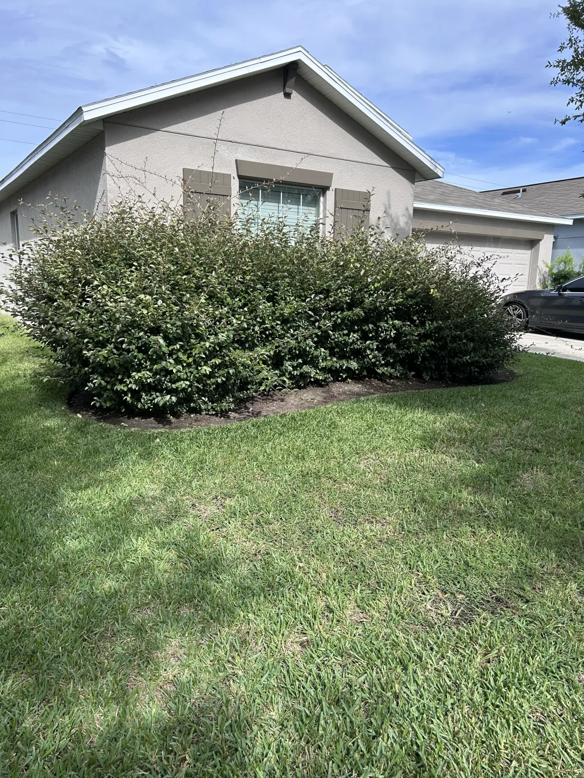 Beautiful Lawn