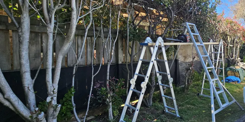Tree Work