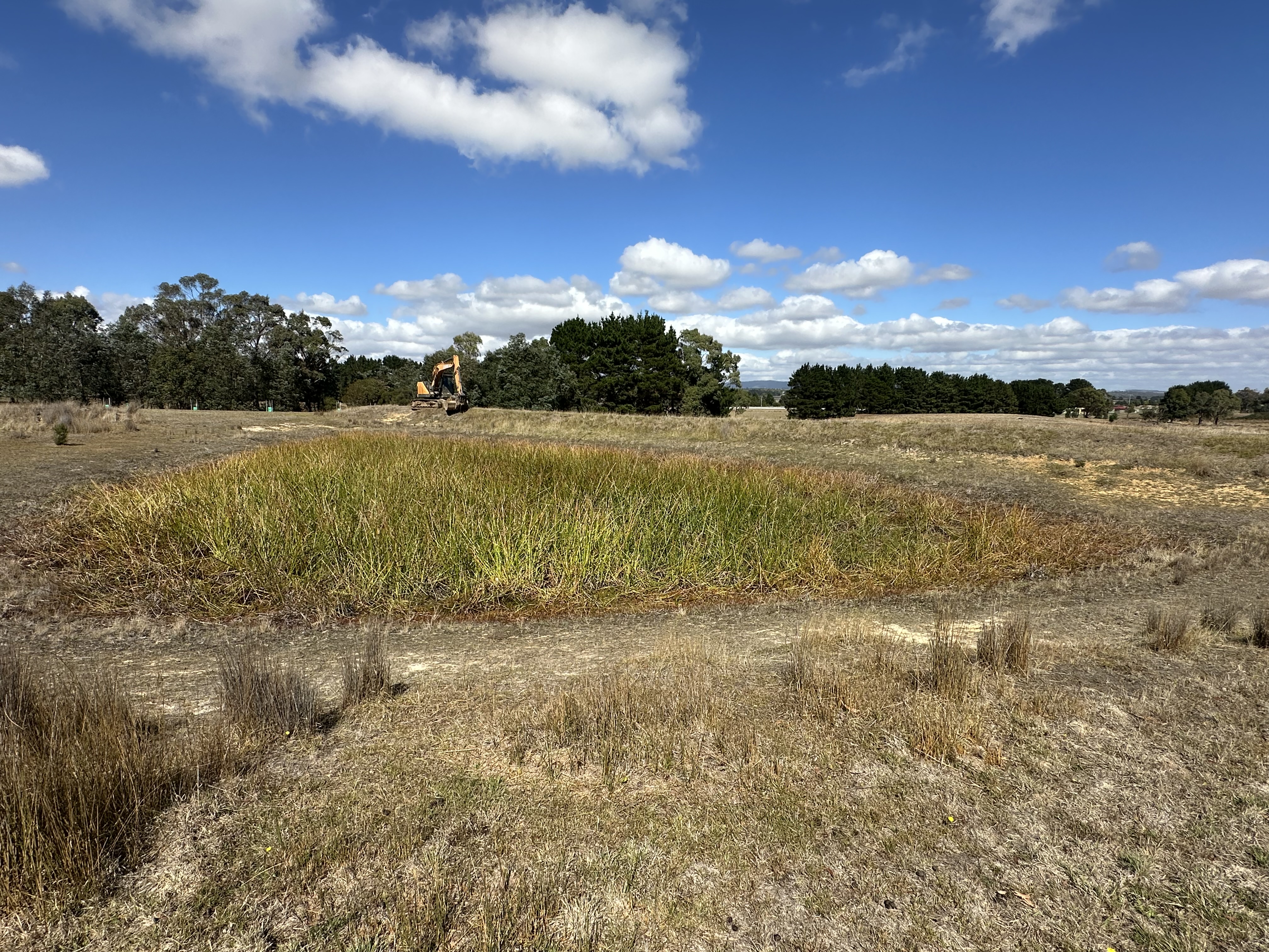 Overgrown dam before restoration