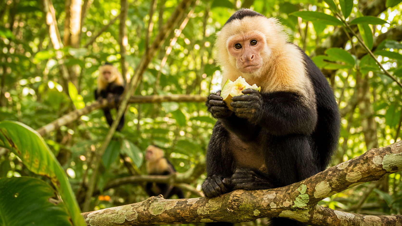 White-Faced Capuchin
