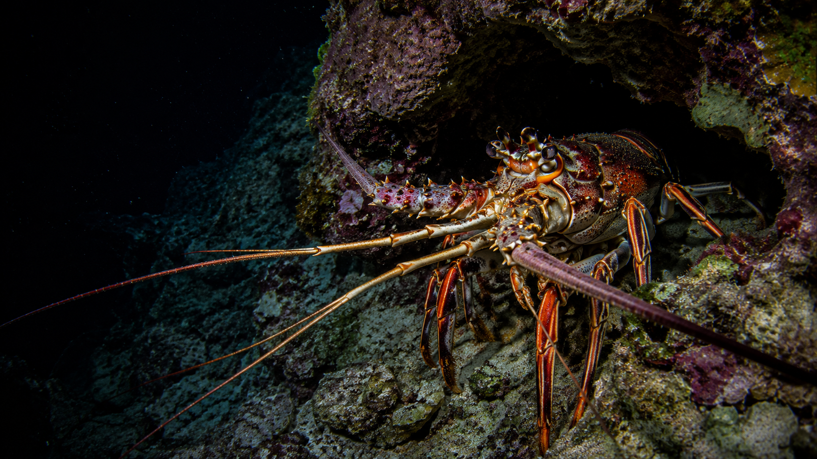 Caribbean Spiny Lobster