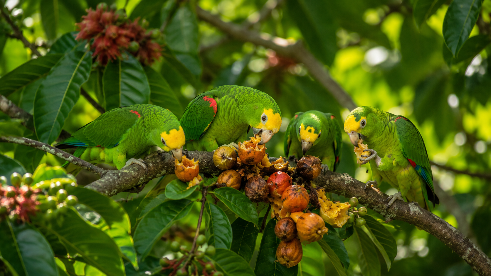 Yellow-Crowned Parrot