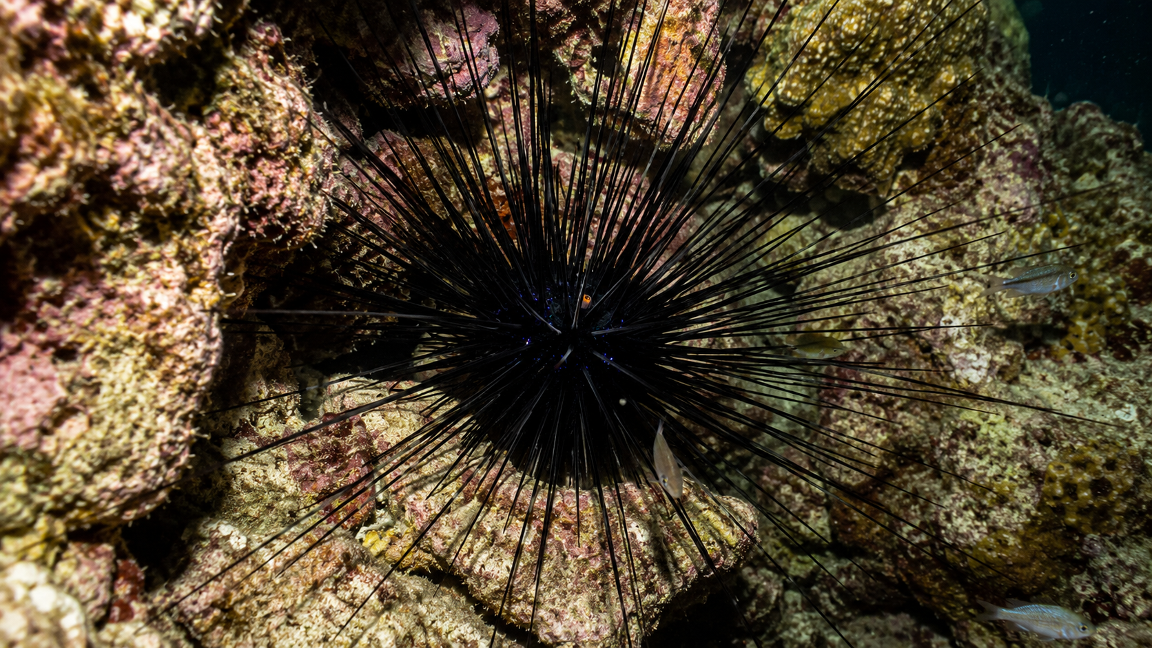 Long-Spined Sea Urchin