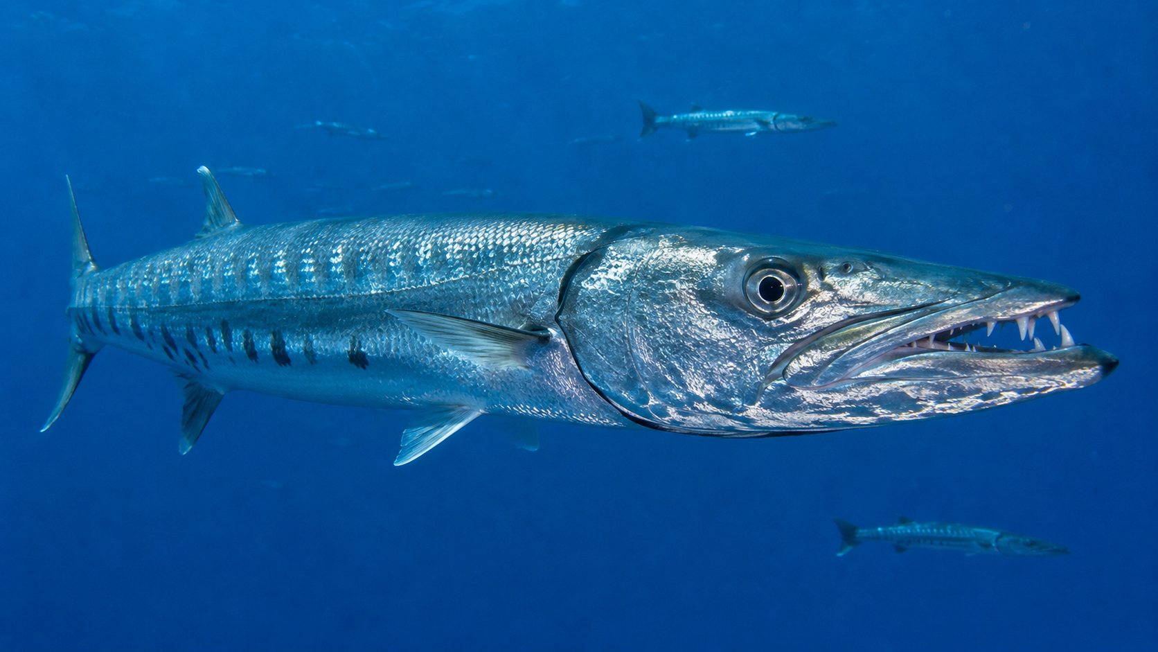 Great Barracuda