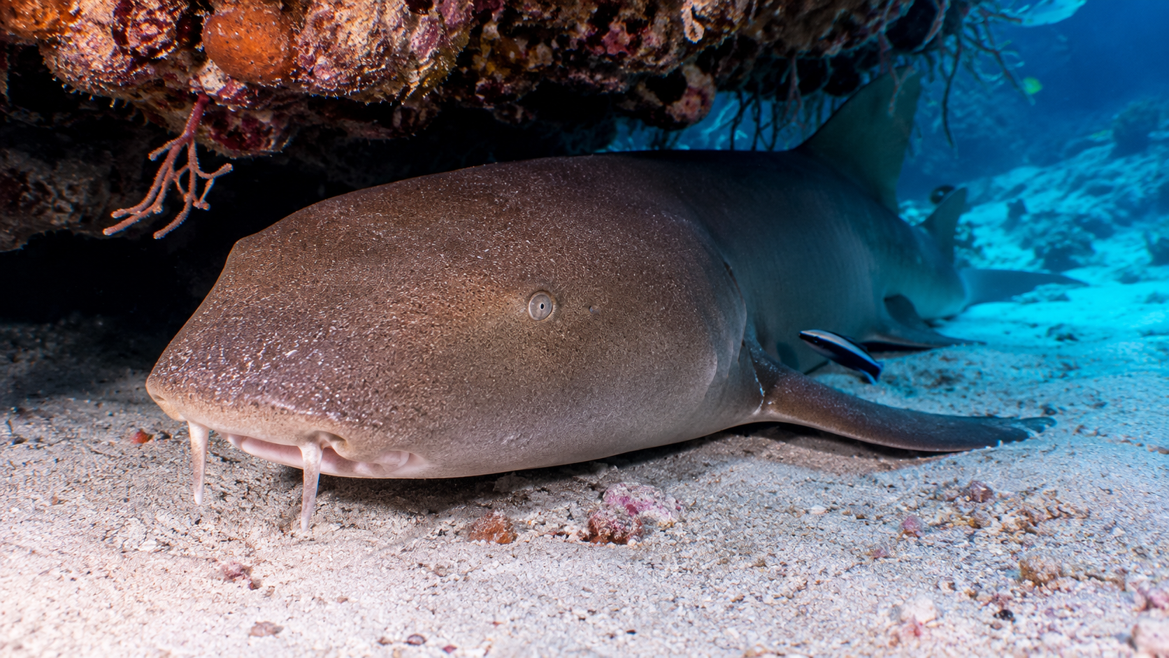 Nurse Shark