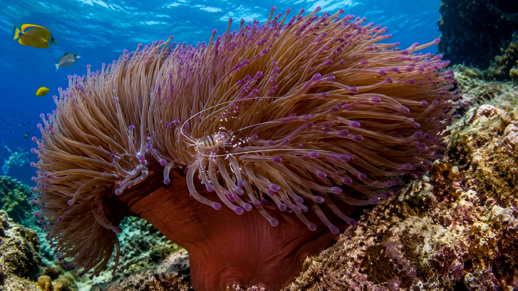 Giant Caribbean Anemone