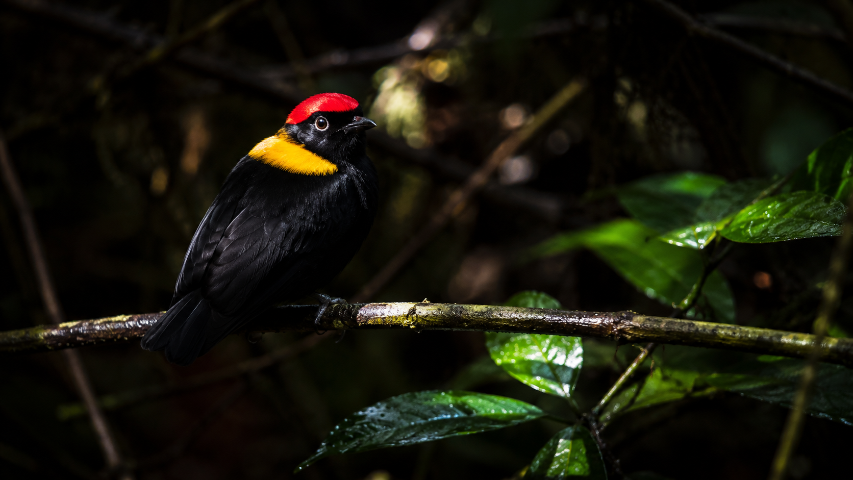 Golden-Collared Manakin