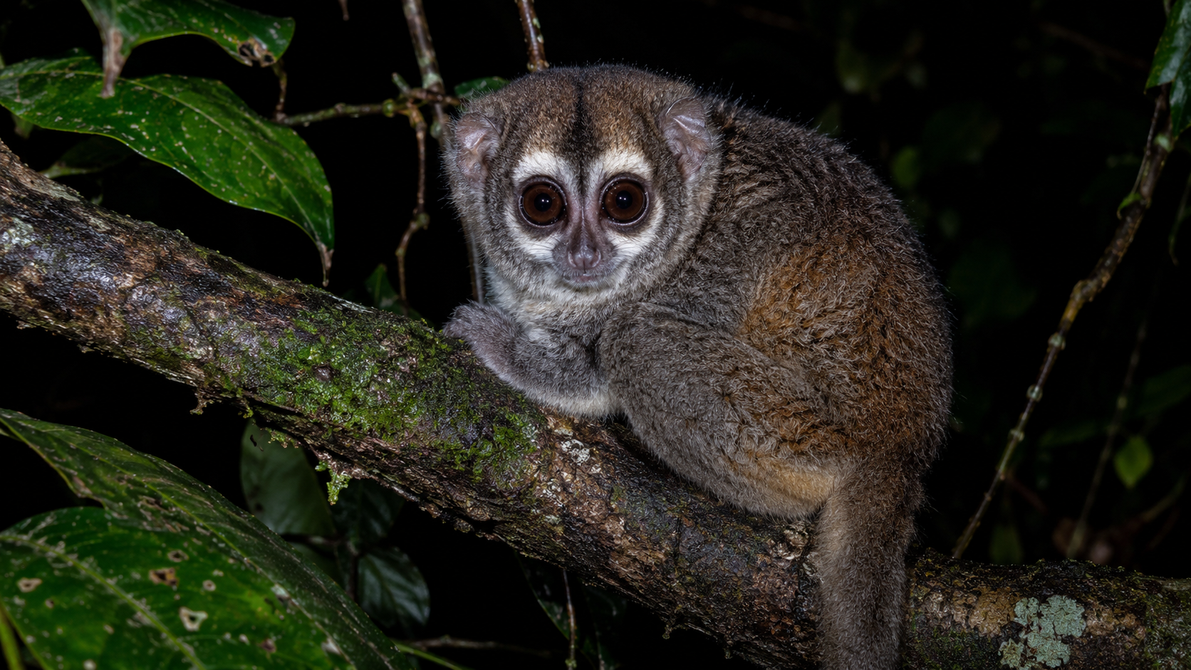 Panamanian Night Monkey