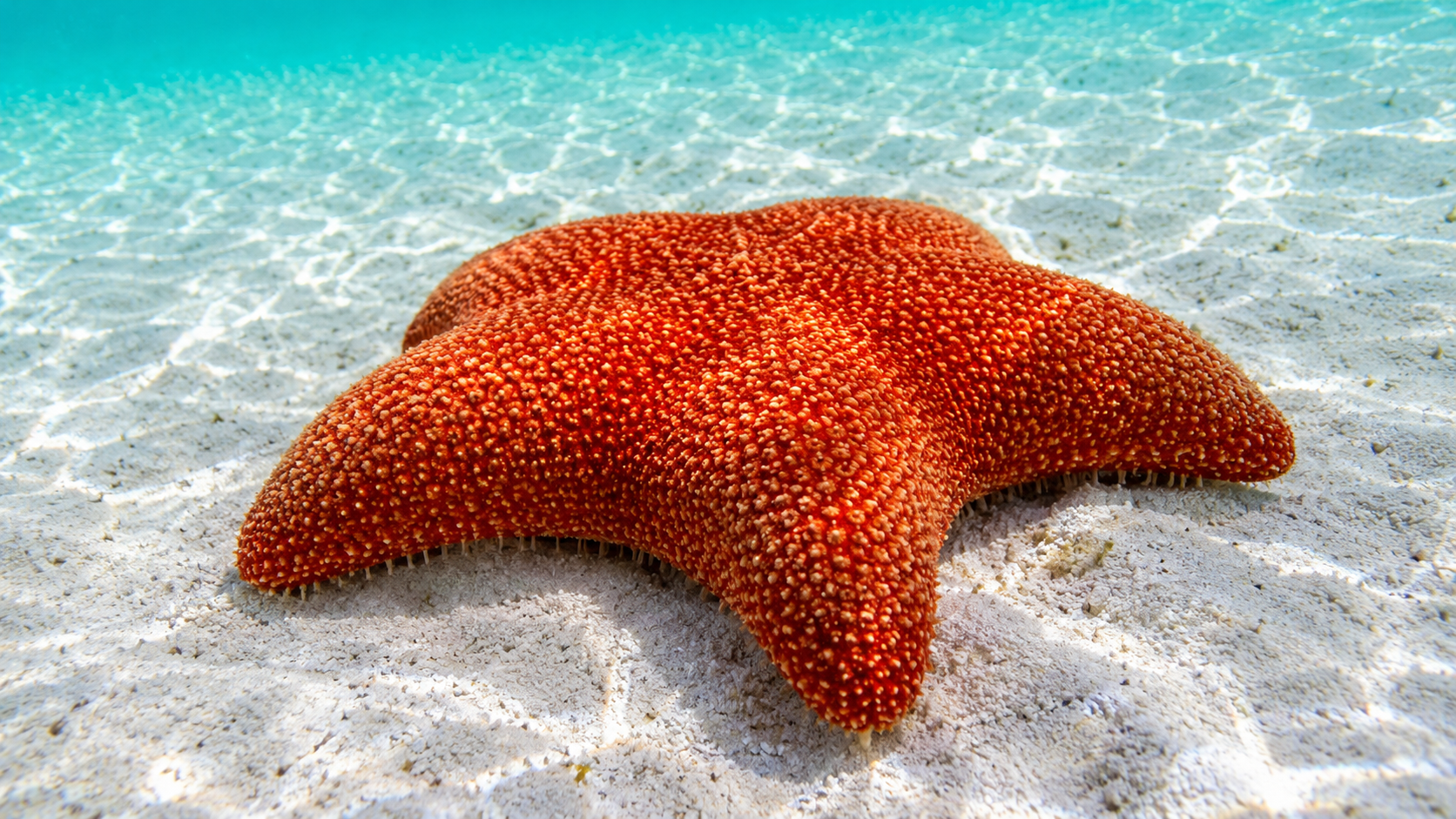 Cushion Sea Star