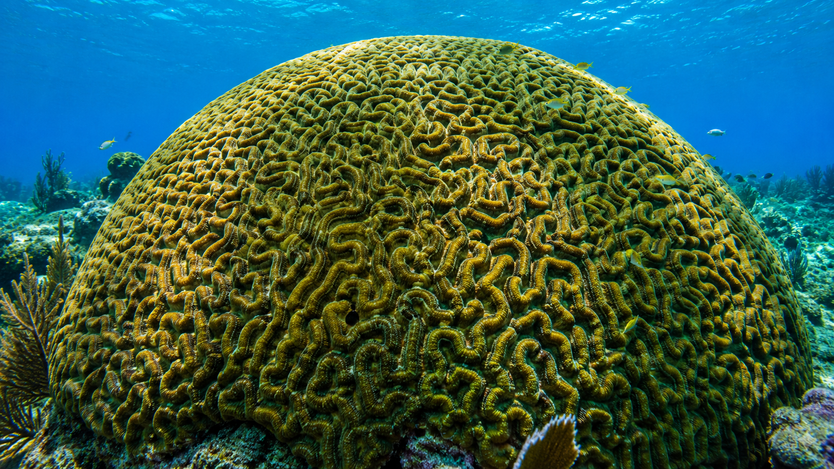 Brain Coral