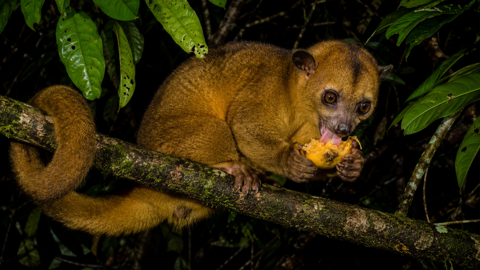 Kinkajou