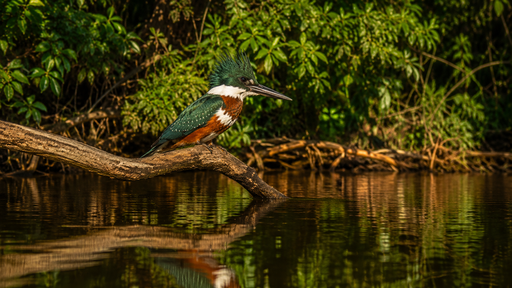 Amazon Kingfisher