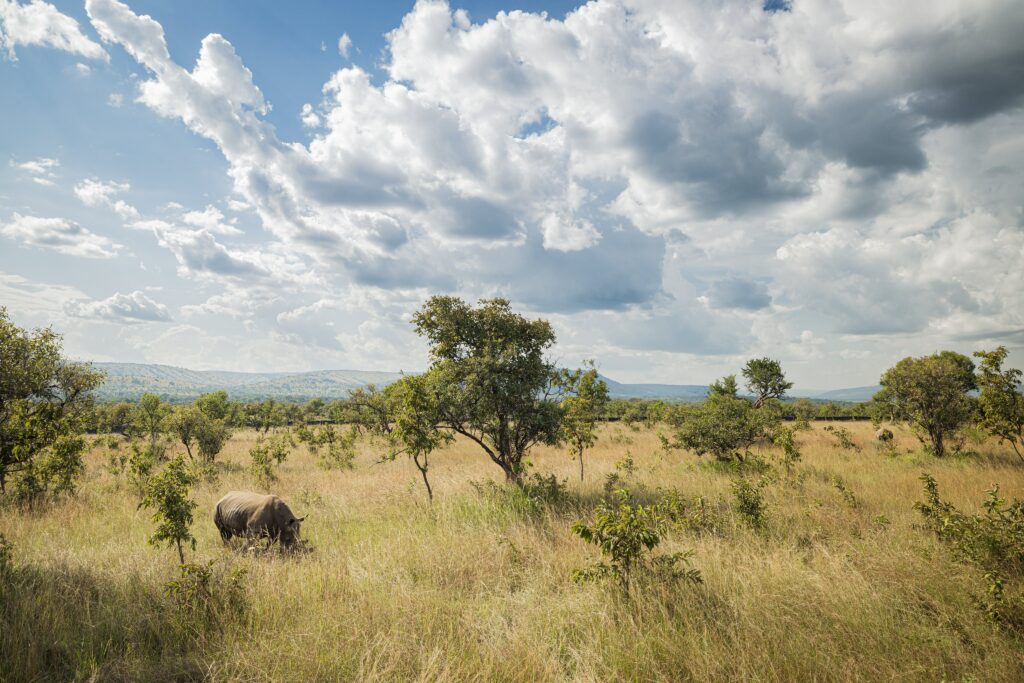 White rhino grazing freely on golden savannah plains under a wide sky in Akagera National Park, Rwanda