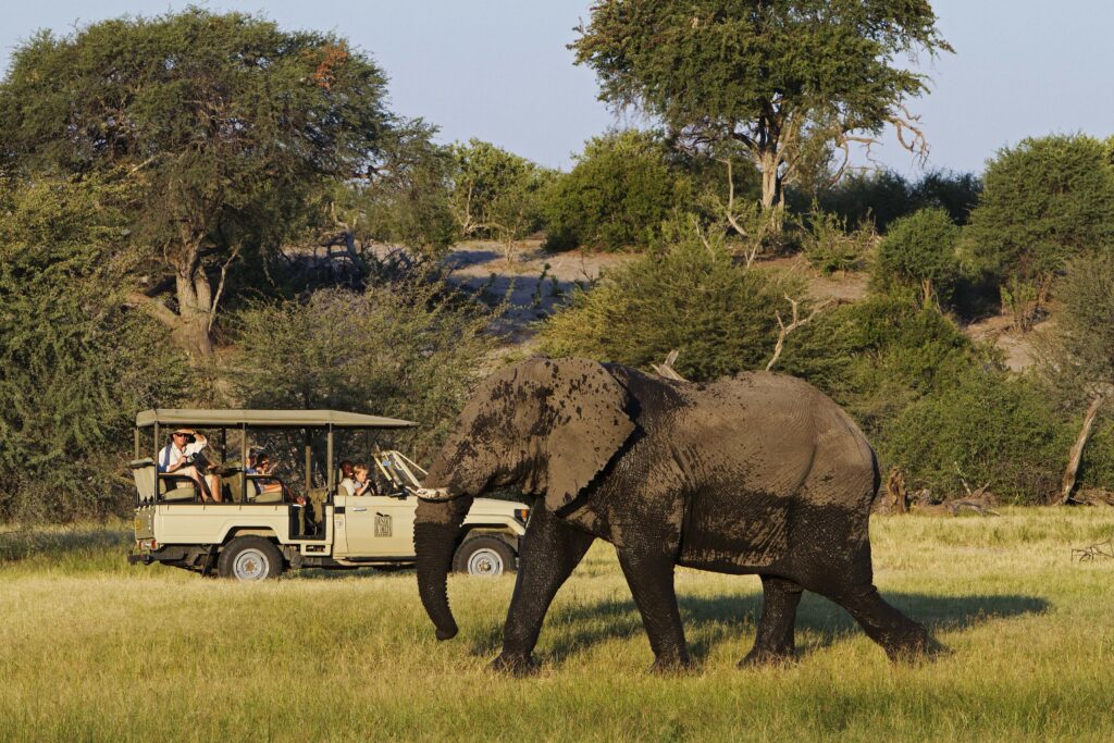 Elephant near safari vehicle in Tarangire