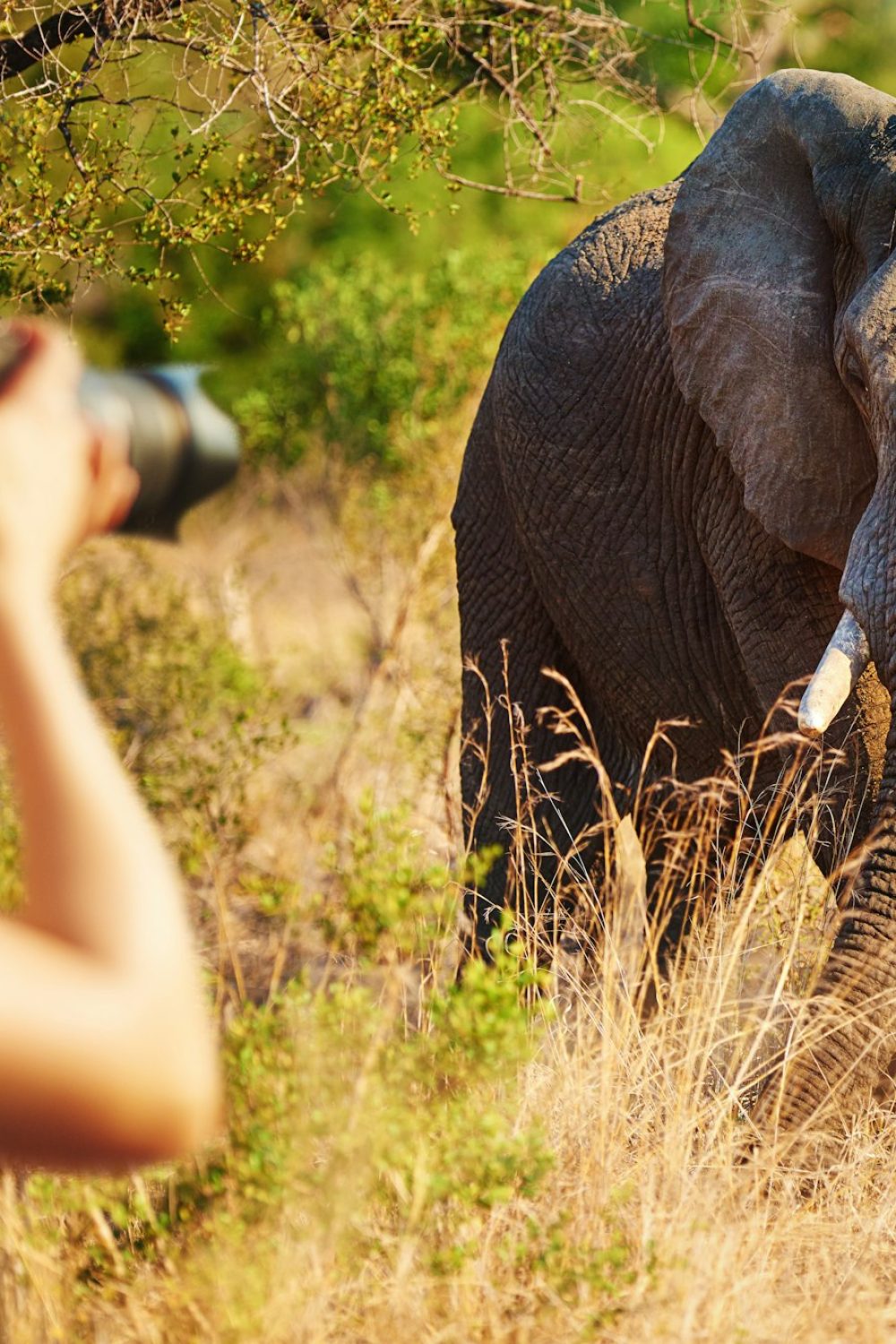 Luxury Safaris in Southern Africa: A World of Contrast and Opulence