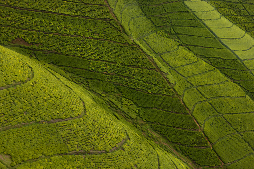 Lush coffee hills in Rwanda