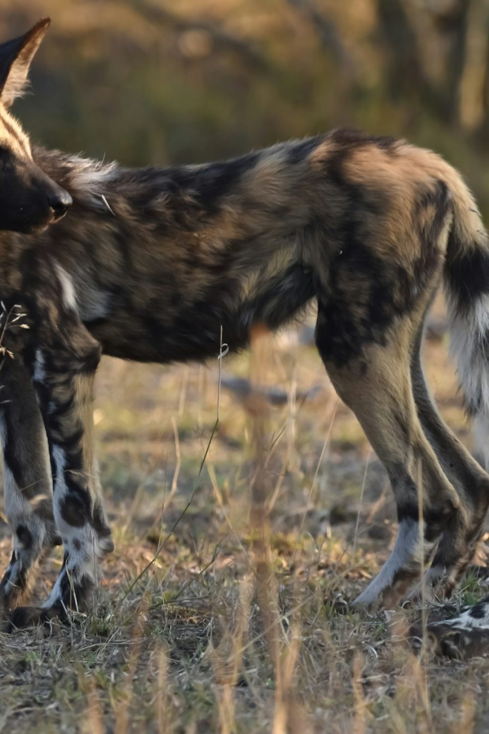 The Diverse Wildlife of East Africa: Beyond the Big Five