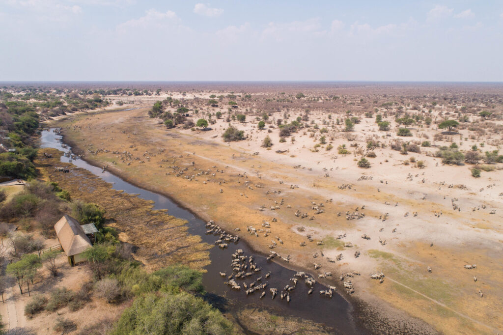 Aerial view of Serengeti wildlife