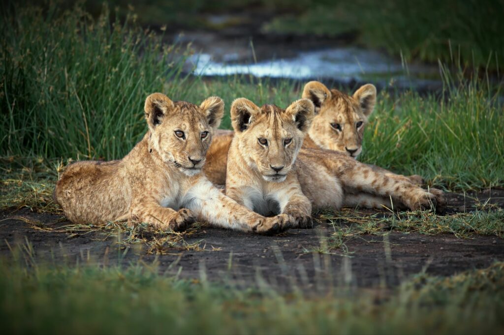 Lion cubs in Ruaha