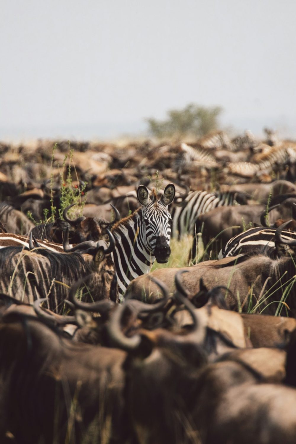 The Ultimate Tanzania Safari Experience: A Journey into Africa’s Wild Heart