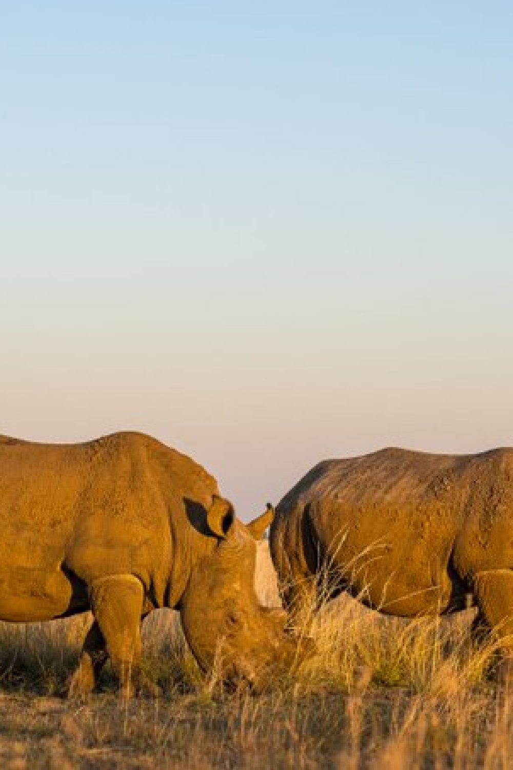 Akagera National Park Welcomes 70 White Rhinos: A New Era for Rwanda’s Wildlife Tourism
