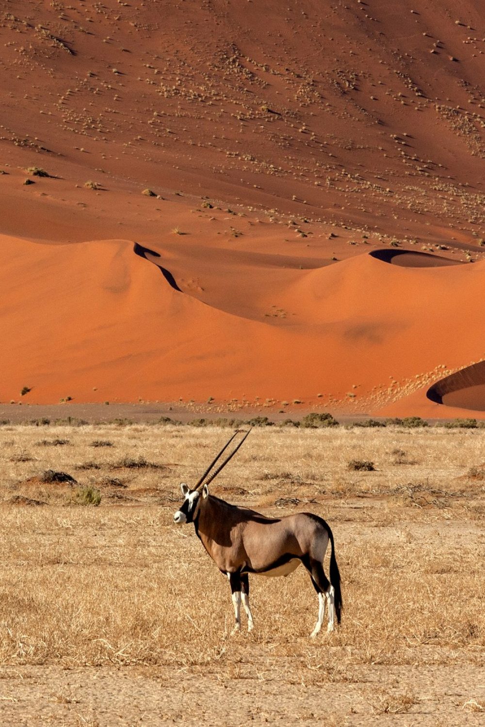 Namibia's Spectacular Landscapes: From Sossusvlei to the Skeleton Coast