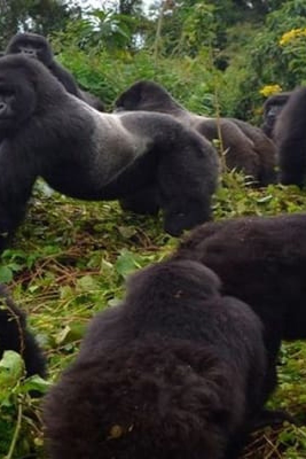 Gorilla Conservation in Rwanda: A Success Story of Sustainable Tourism