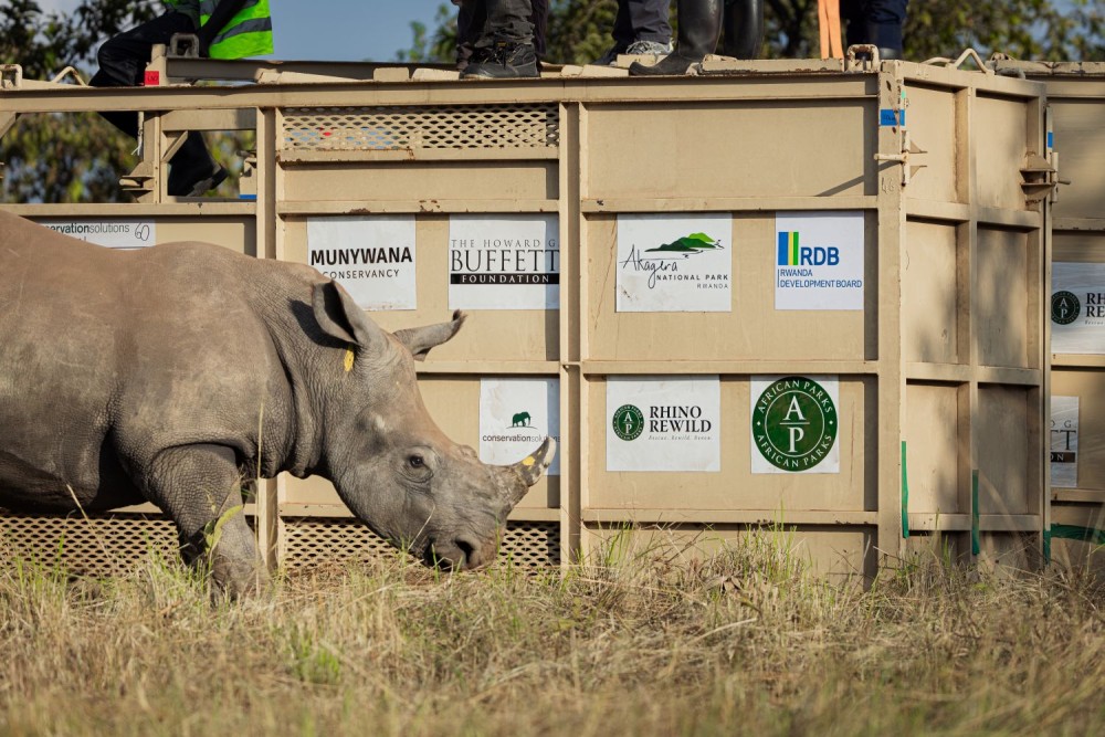 Southern white rhino stepping out of crate into grassy habitat in Rwanda’s Akagera National Park