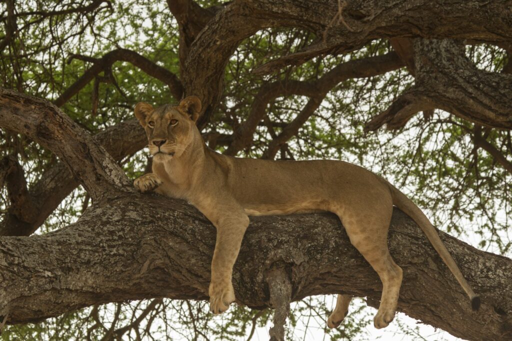 Lion in a tree at Lake Manyara