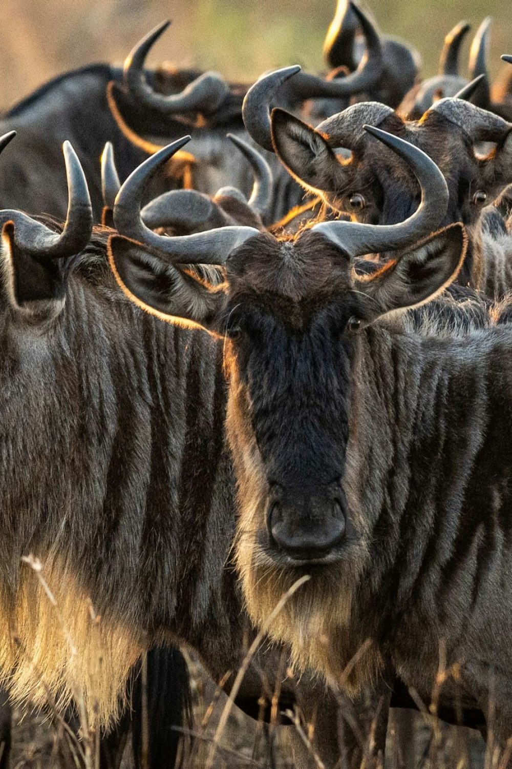 The Great Migration: Witnessing Nature's Greatest Spectacle