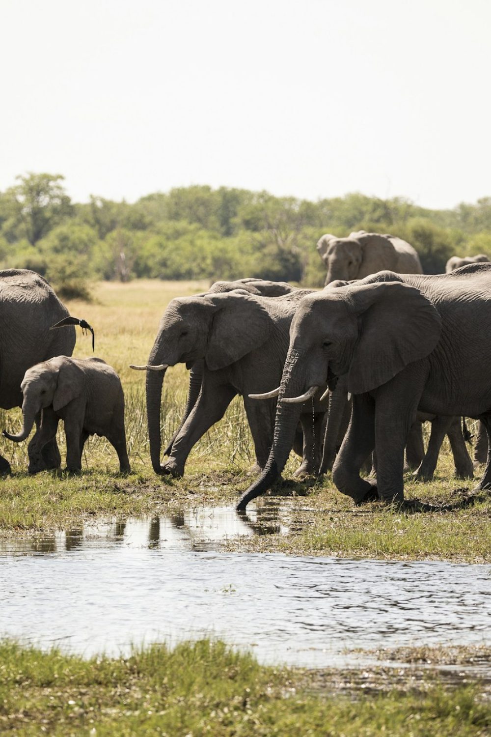 Safari Adventures in Botswana: Chobe and the Okavango Delta