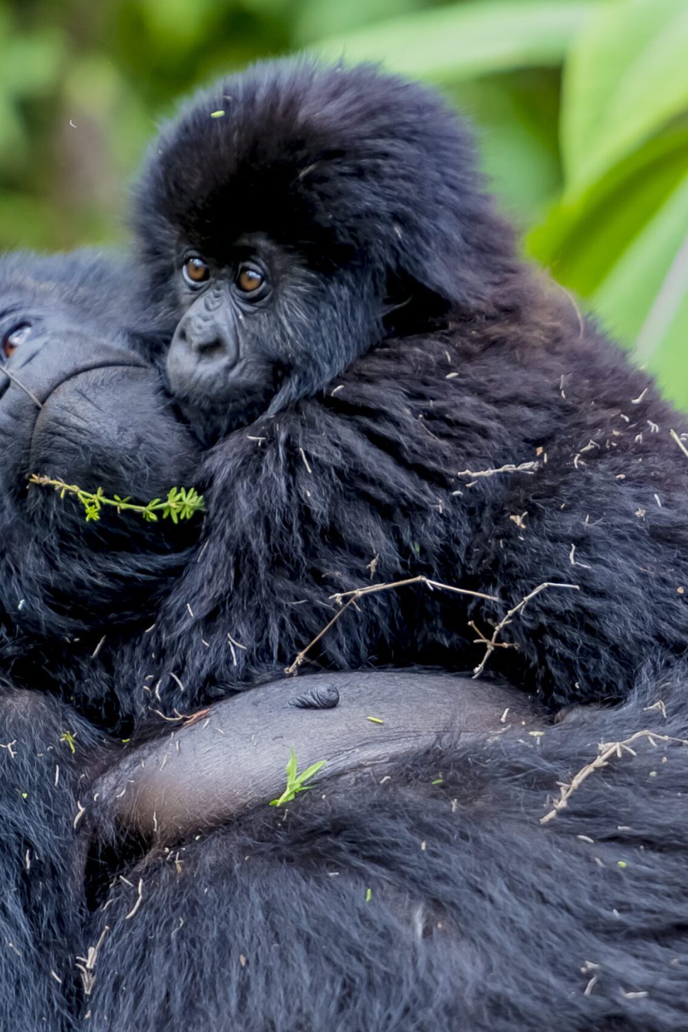 Kwita Izina 2025: Celebrating Rwanda's Mountain Gorillas and Exploring Kinigi's Wonders