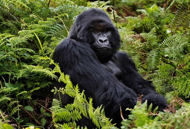 5 Day Best of Rwanda, Mountain Gorilla Tour