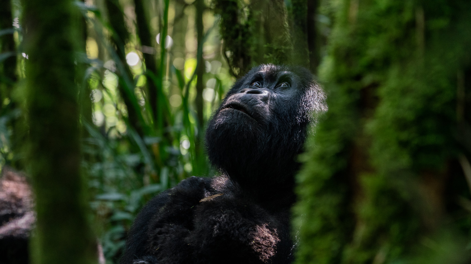 Gorilla Trekking