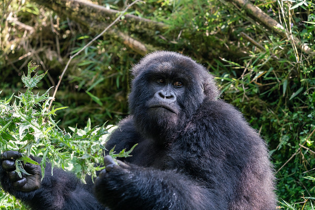 Zambia