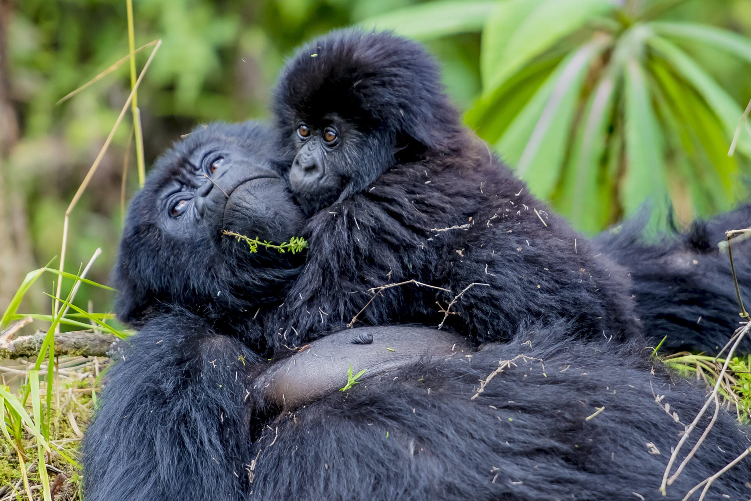 Rwanda