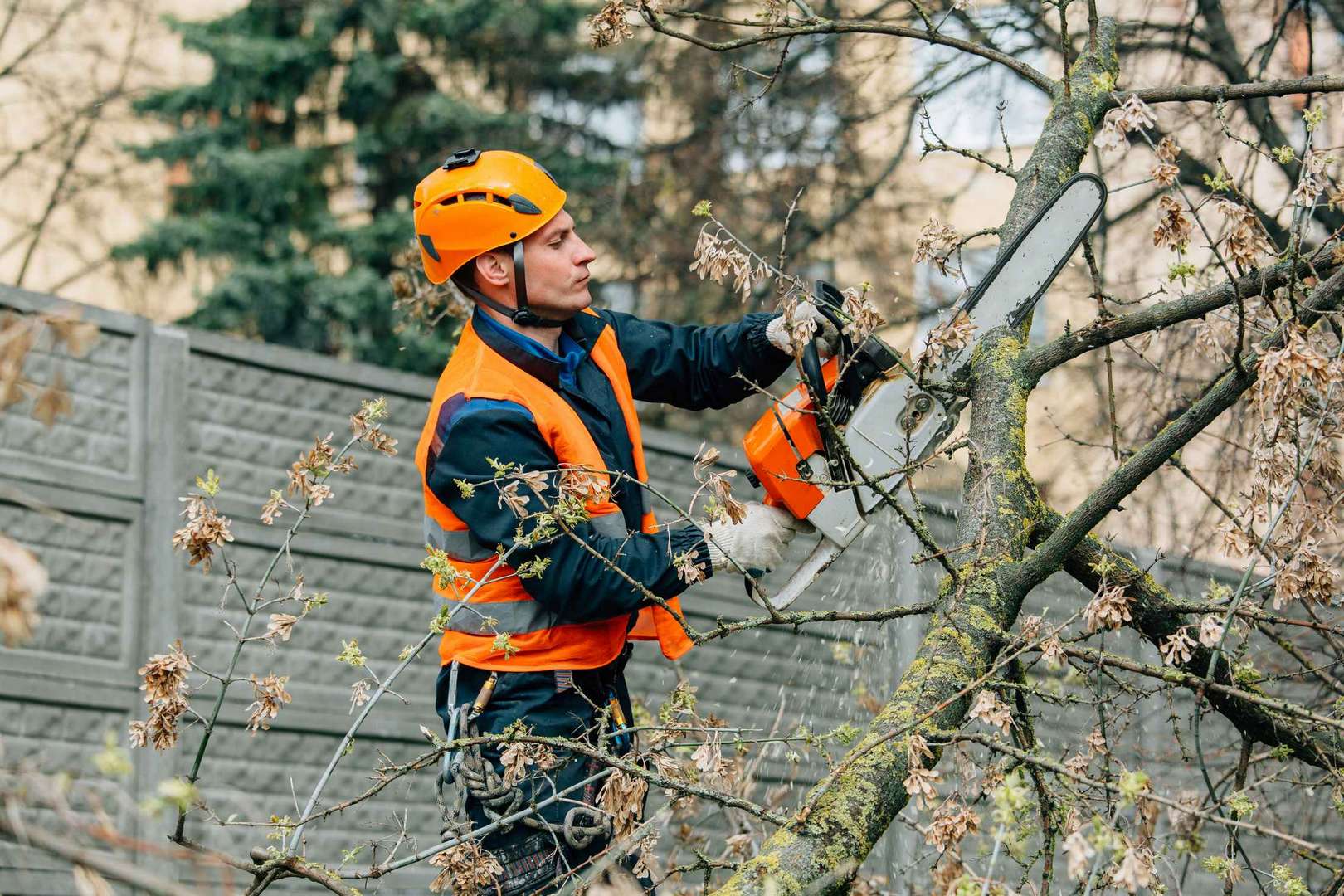 Professional arborists performing tree care services in Austin