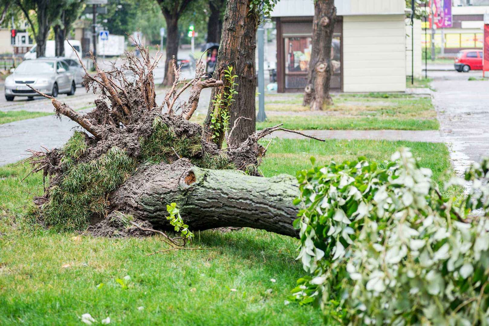 Large fallen tree uprooted after a storm in Austin