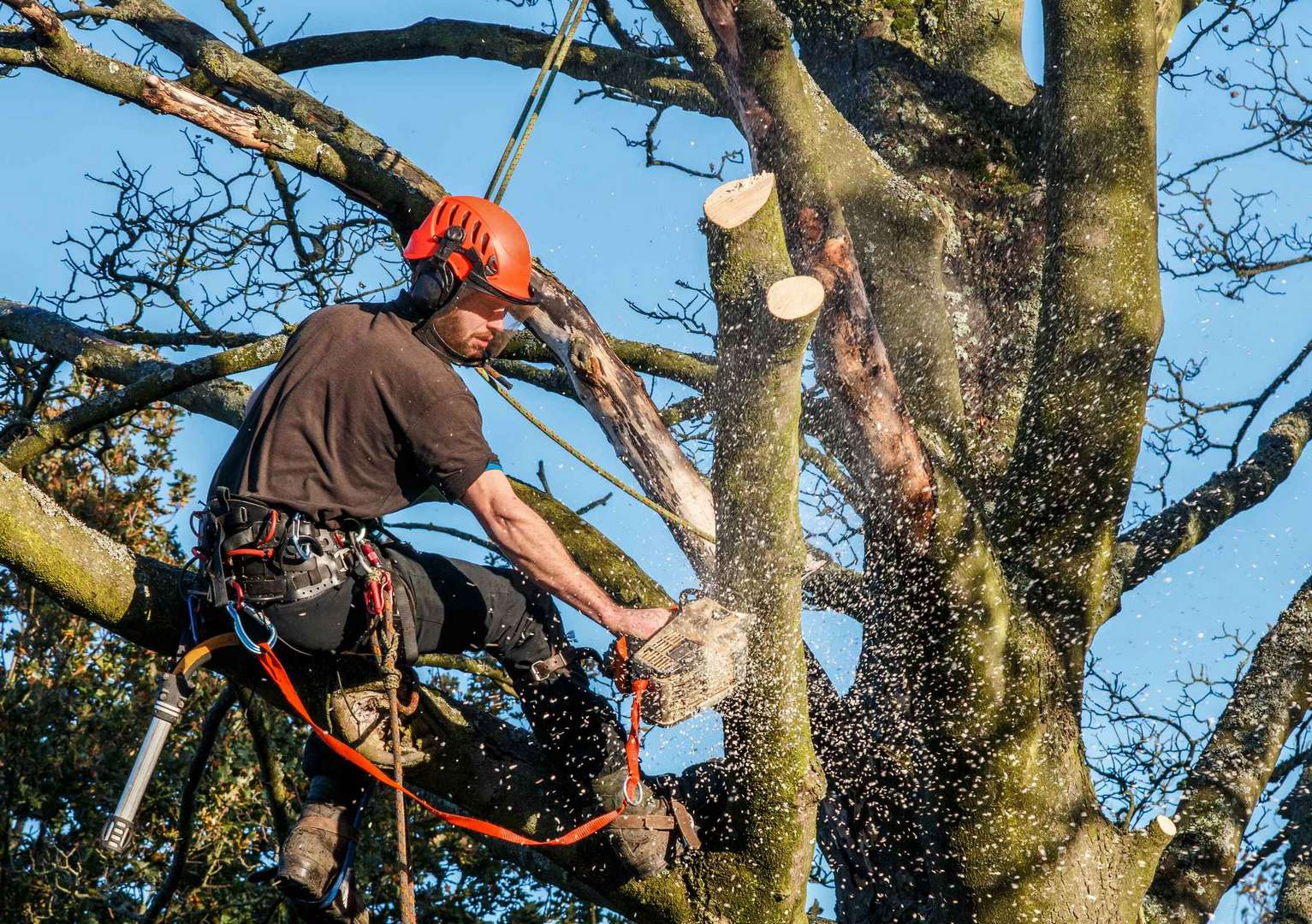 Chainsaw cutting tree branch