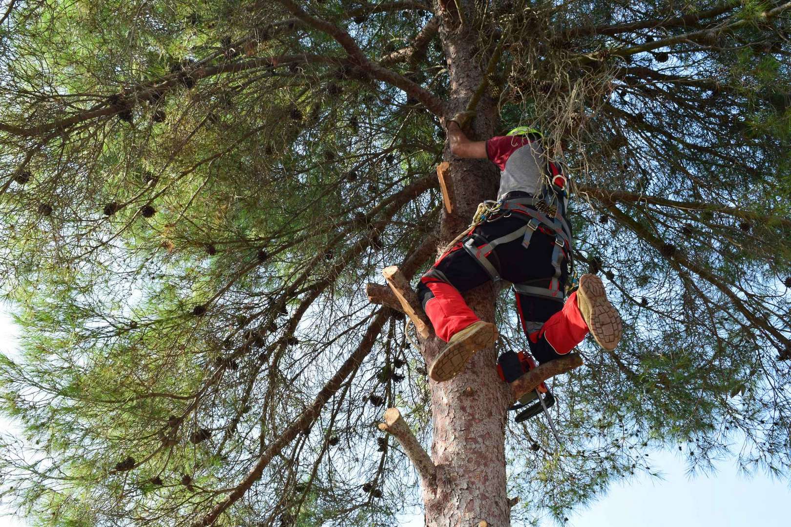 Arborist climbing a large pine tree with safety gear