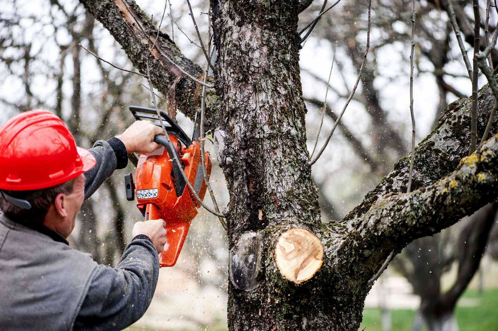 Arborist in bucket truck cutting tree branches