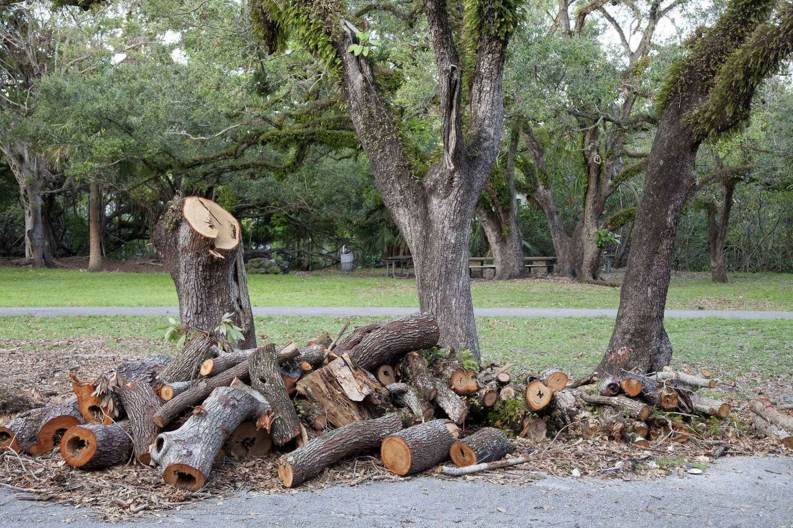 Cut tree logs stacked after a tree removal service