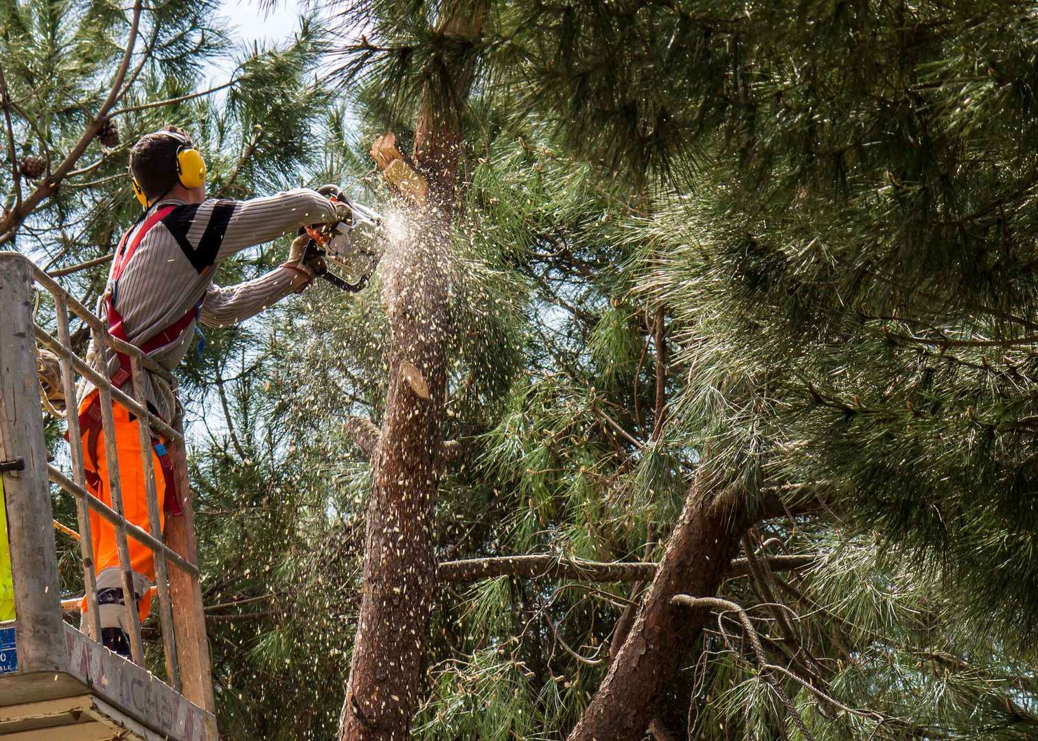 Expert arborist in bucket truck trimming a pine tree