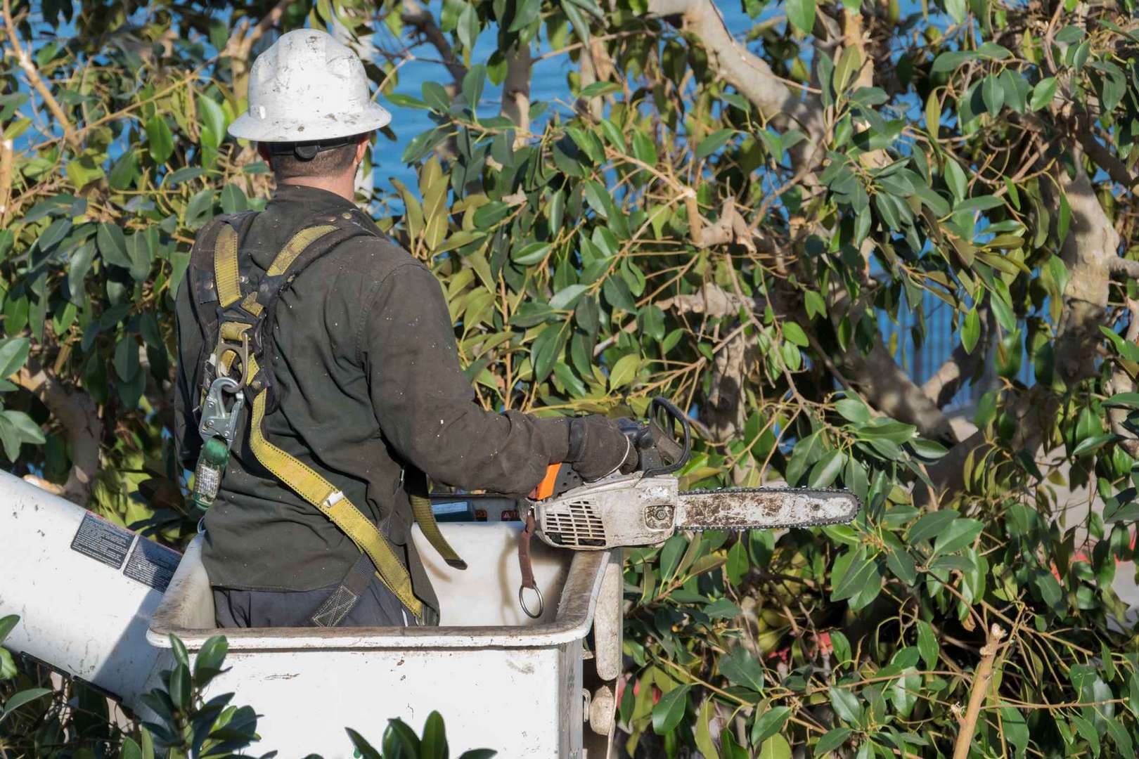 Professional arborist working from a bucket truck