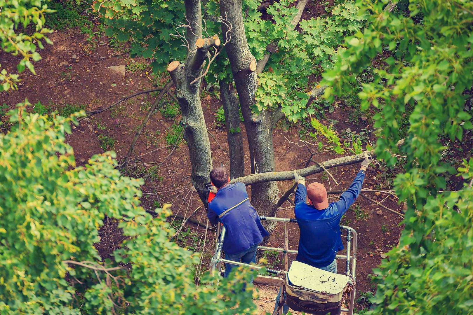 Arborist climbing a tree in Austin Texas