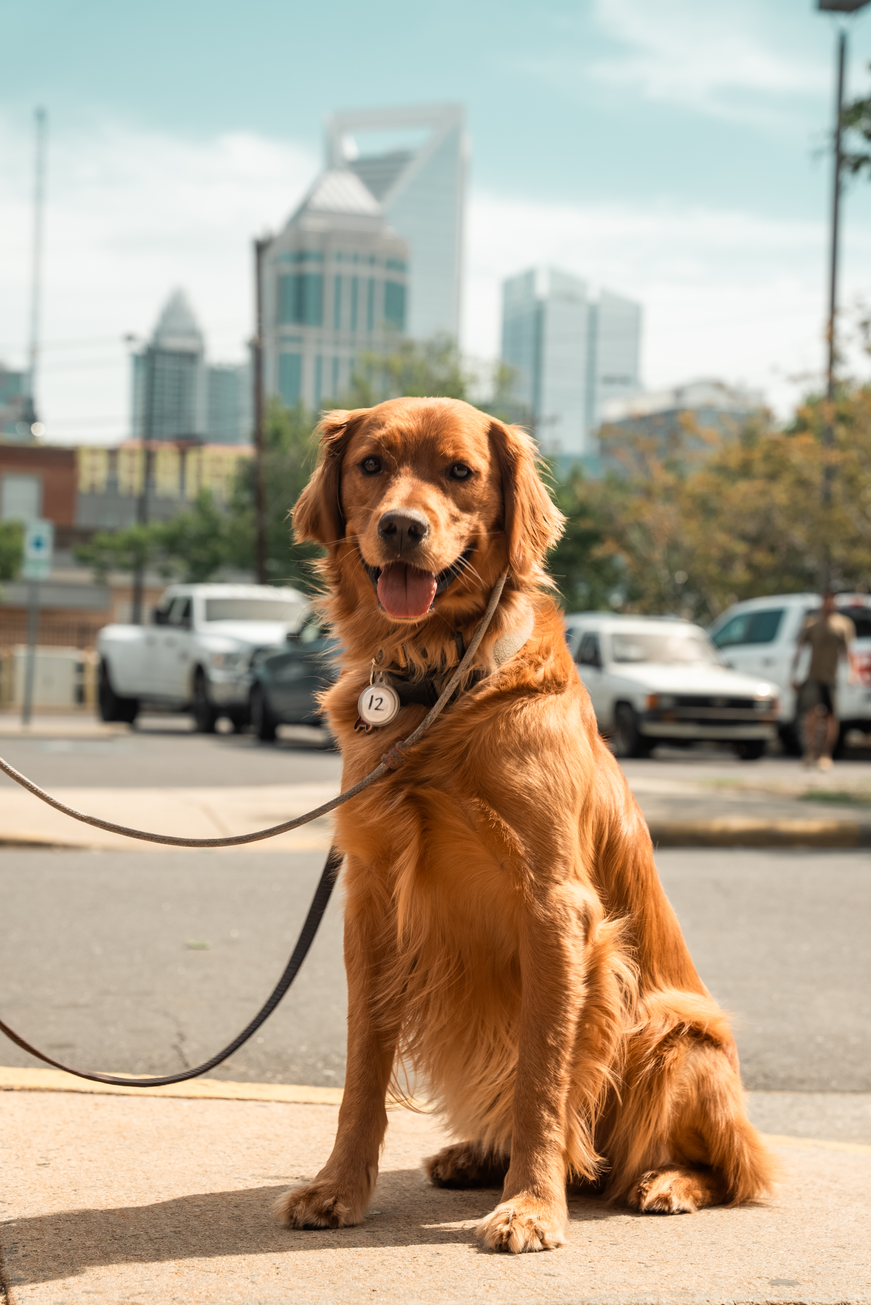 Dog training with Charlotte skyline