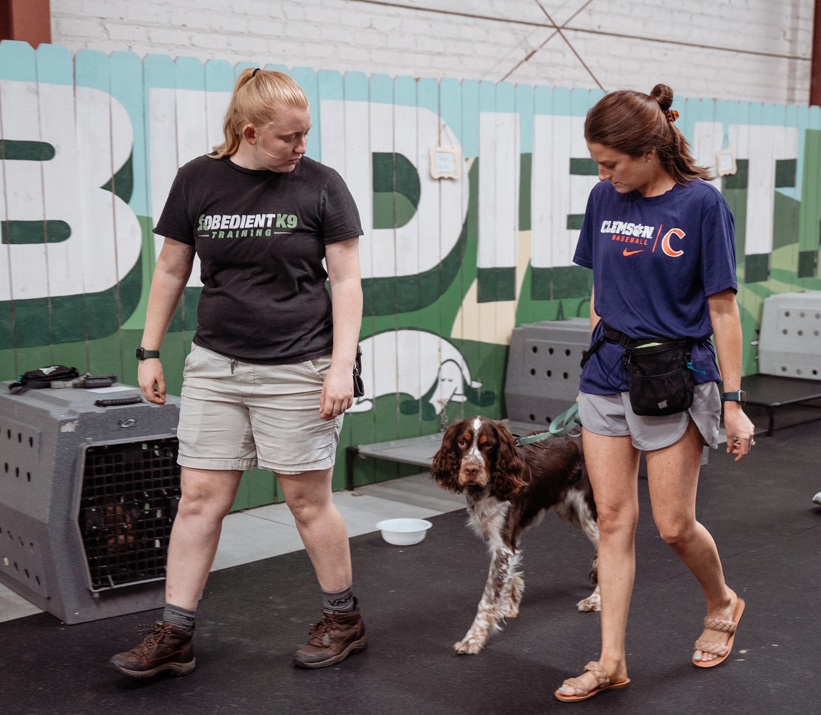 Dog training difference