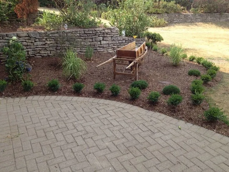Retaining Wall/ Boxwood Hedge