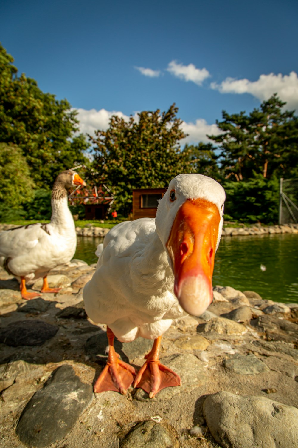 Ducks by water — illustration for duck feet overpronation and back pain article